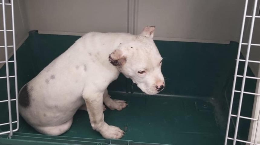 Kulakları kesilen Pitbull tedavi altına alındı