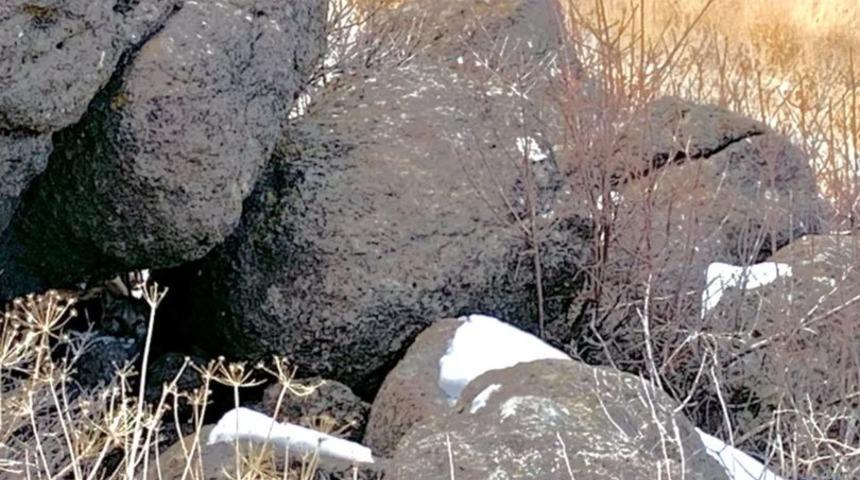 Fotoğraftaki ölümcül Dağ Aslanını ilk bakışta kimse göremiyor