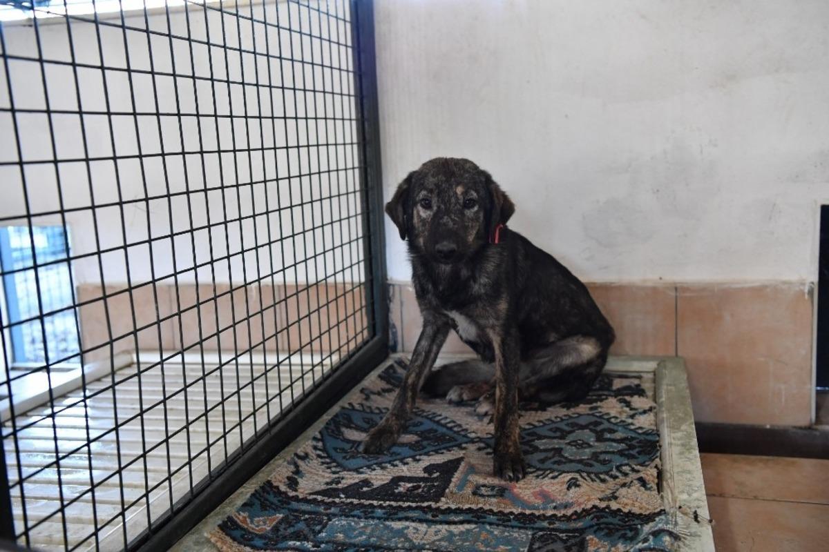 Barınakta kedi ve k&ouml;peklere ısıtıcılı koruma