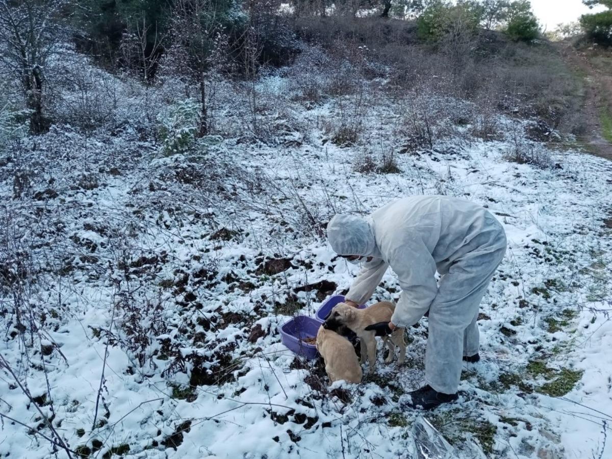 Salihli Belediyesi karlı havada sokak hayvanlarını unutmadı
