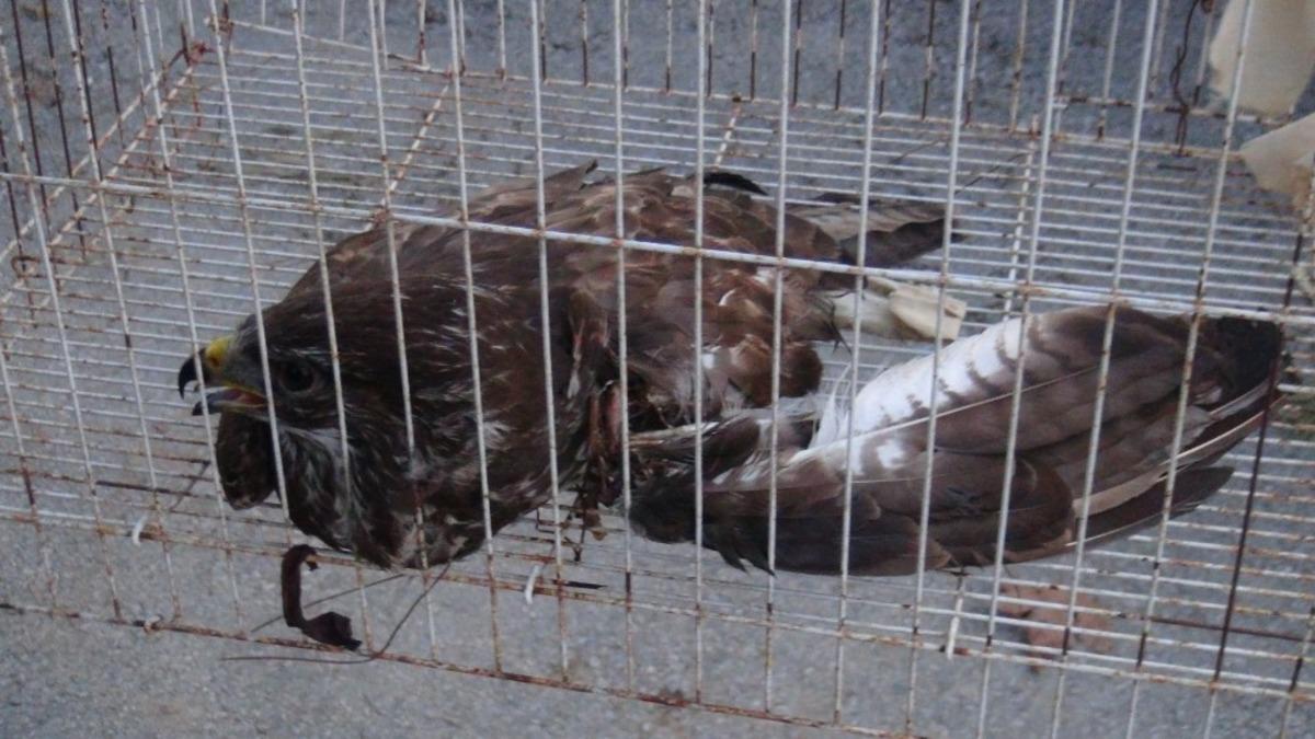 Jandarma yaralı atmacayı hayvan barınağına teslim etti