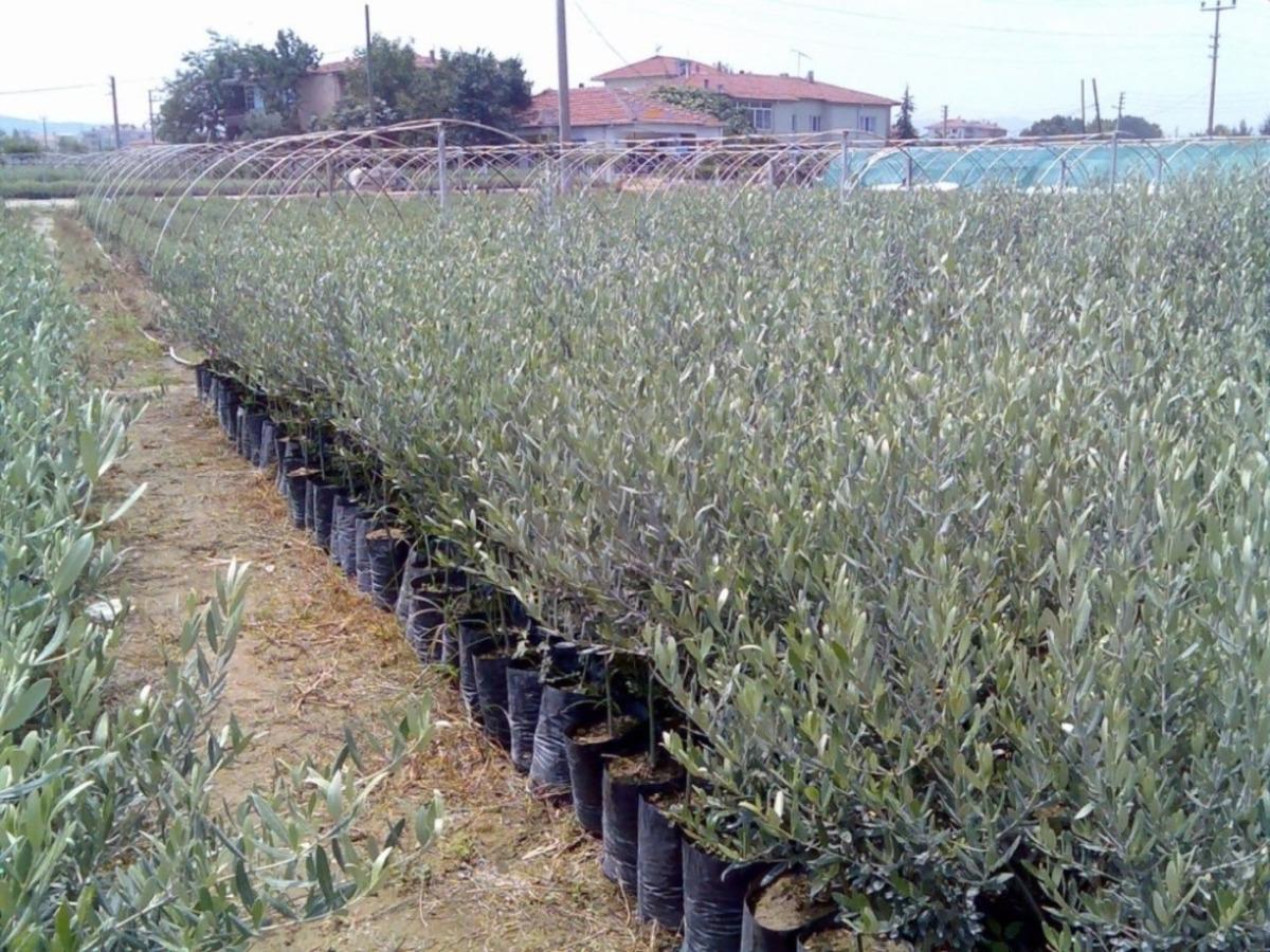 Manisa&rsquo;da &uuml;reticilere y&uuml;zde 75 hibeli fidan desteği