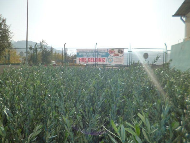 Manisa’da üreticilere yüzde 75 hibeli fidan desteği G2