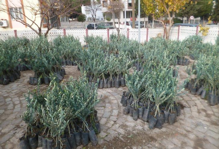 Manisa’da üreticilere yüzde 75 hibeli fidan desteği G3