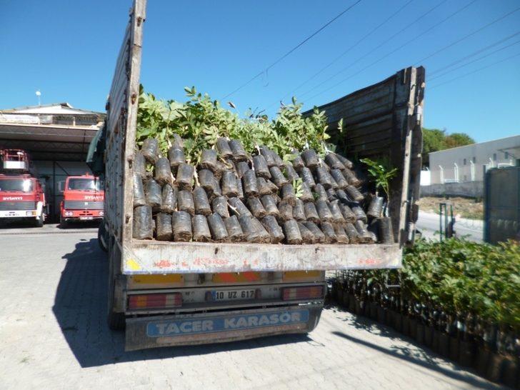 Manisa’da üreticilere yüzde 75 hibeli fidan desteği G5