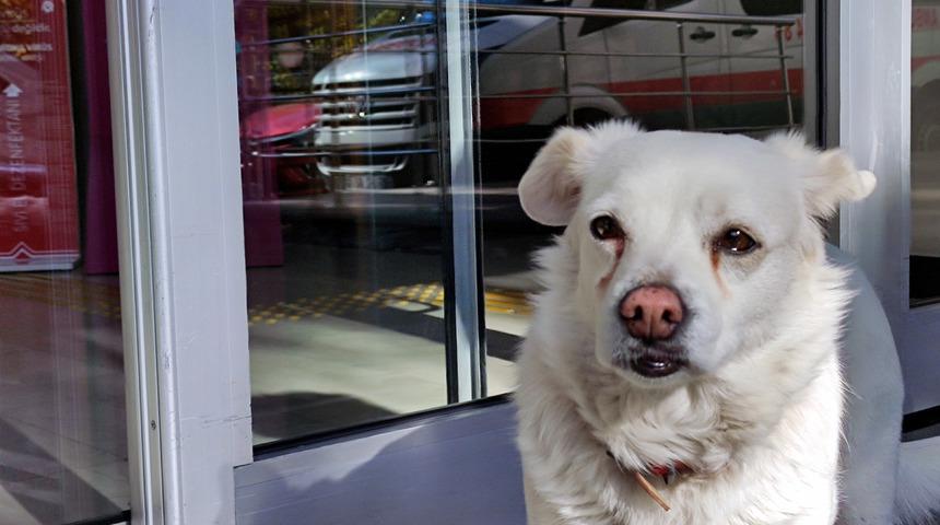 Sahibi tedavi gören köpek, 5 gündür hastane kapısında bekliyor