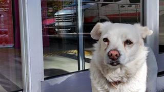 Sahibi tedavi gören köpek, 5 gündür hastane kapısında bekliyor