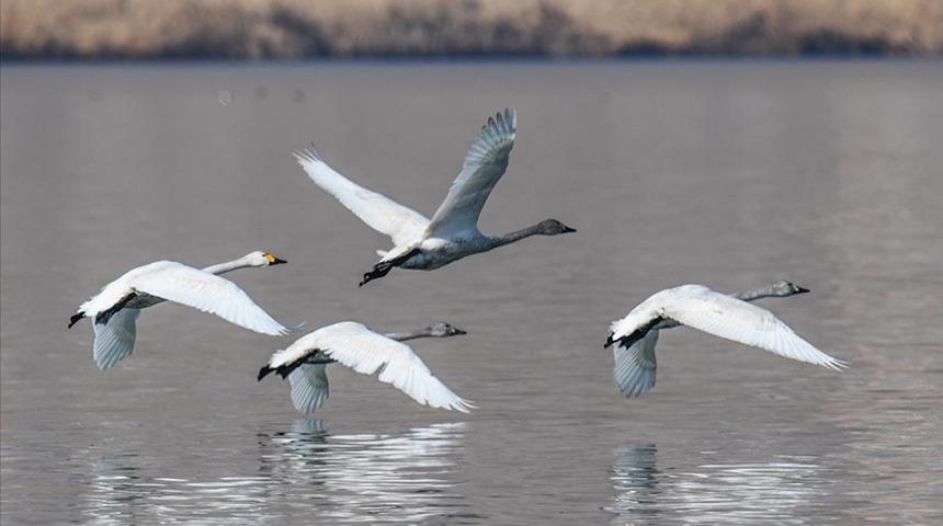 Van Gölü, Sibirya'dan gelen ötücü kuğuları ağırlamaya başladı