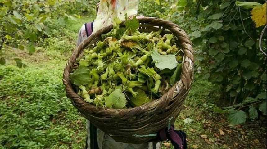 Fındık fiyatları: Giresun, Trabzon, Ordu fındık fiyatları ve detayları