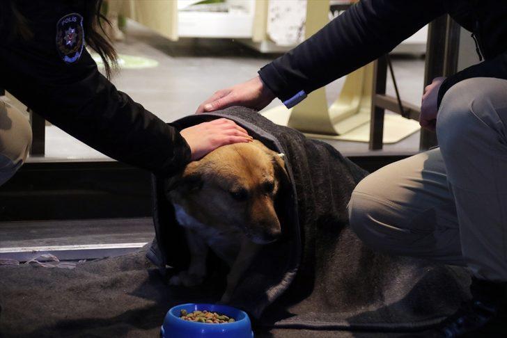 Uşak'ta polis ekipleri bazı sokak hayvanlarını battaniyeye sardı G1