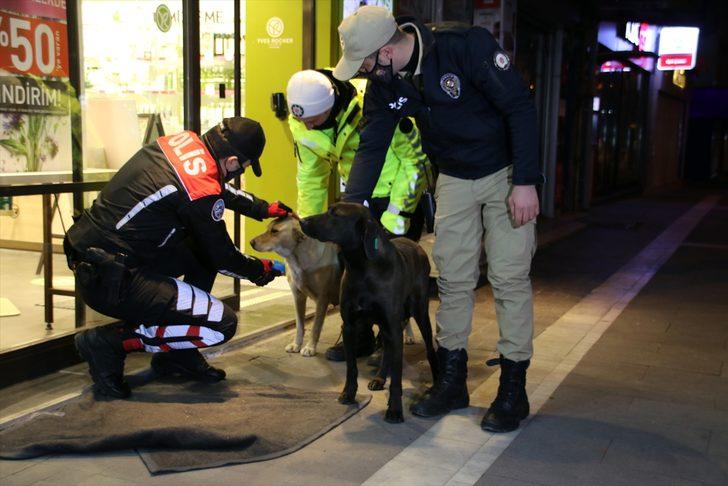 Uşak'ta polis ekipleri bazı sokak hayvanlarını battaniyeye sardı G3