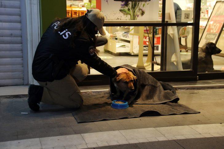 Uşak'ta polis ekipleri bazı sokak hayvanlarını battaniyeye sardı G5