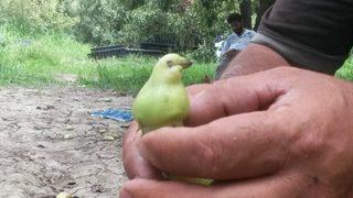 Doğanın muhteşem oyunu! Herkes kuş zannetti ama...