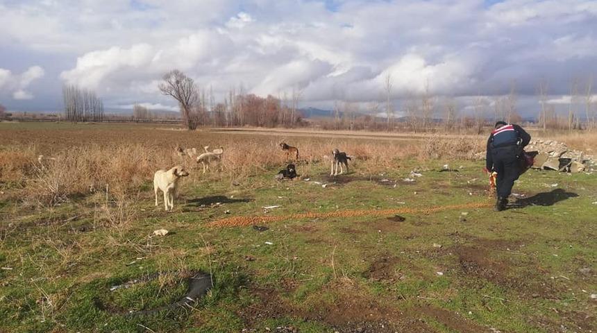 Kaymakamlıktan sokak hayvanları için çağrı