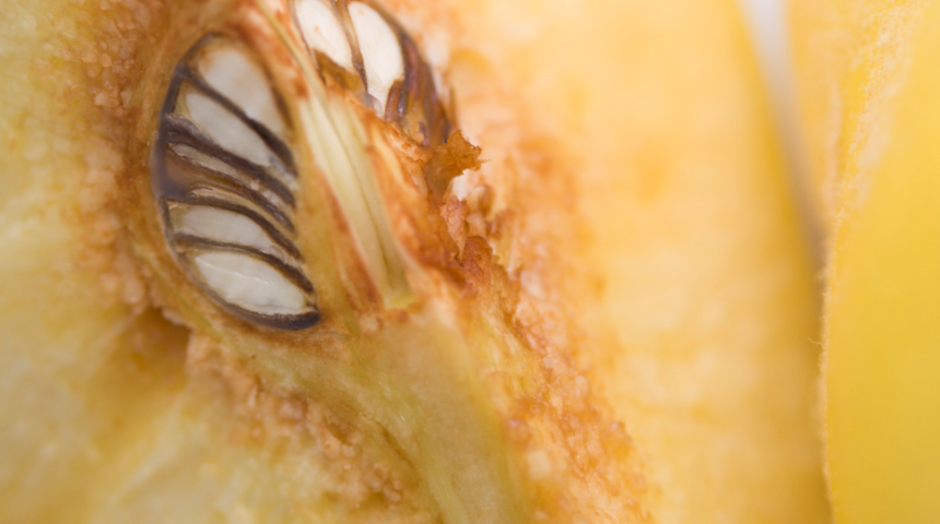 Ayvayı yiyin ama çekirdeğini de atmayın! 'Ayva çekirdeği maskesi nasıl yapılıyor?' diyenleri böyle alalım