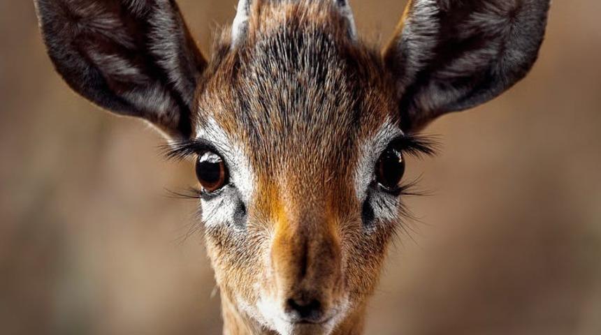 Deyimlerin ortaya çıkış hikayesini hiç merak ettiniz mi? ‘Geyik muhabbeti’ deyiminin gerçek hikayesi! 