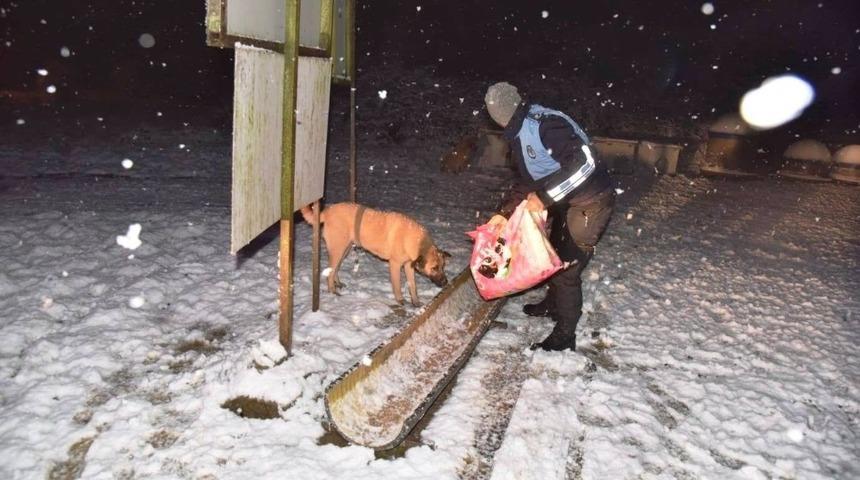 Kartepe Belediyesi sokak hayvanları için tüm önlemleri aldı