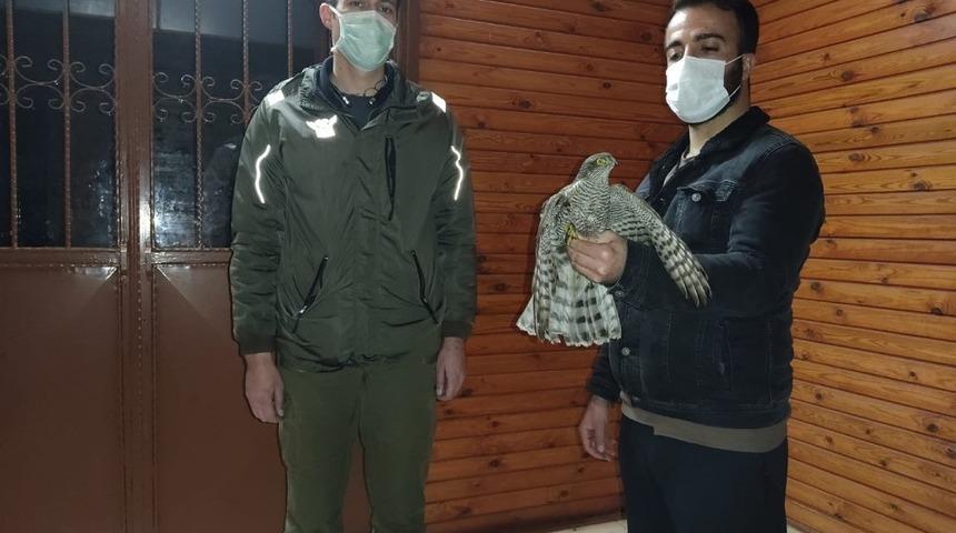 Evinin &ouml;n&uuml;nde yaralı atmaca buldu