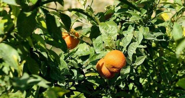 Muratpaşa’nın turunçları evlerde reçel oluyor