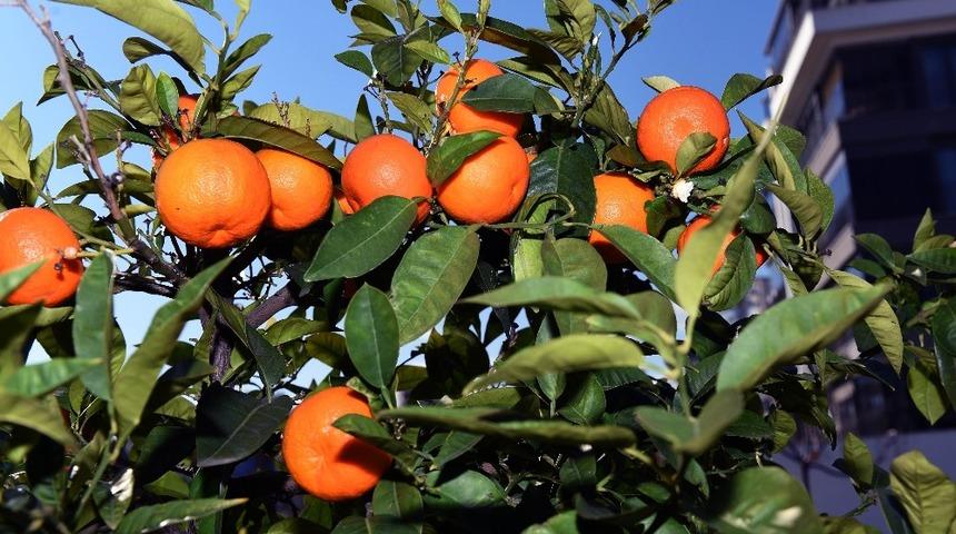 Muratpaşa&rsquo;nın turun&ccedil;ları evlerde re&ccedil;el oluyor