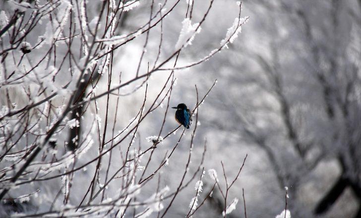 Sivas'taki Hafik Gölü buz tuttu G3