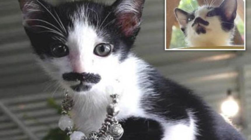 Bıyığı ve keçi sakalıyla son derece sevimli görünen sokak kedisi viral oldu