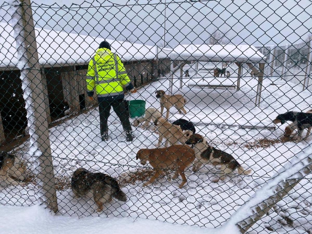 Sinop&rsquo;ta sokak canları unutulmadı