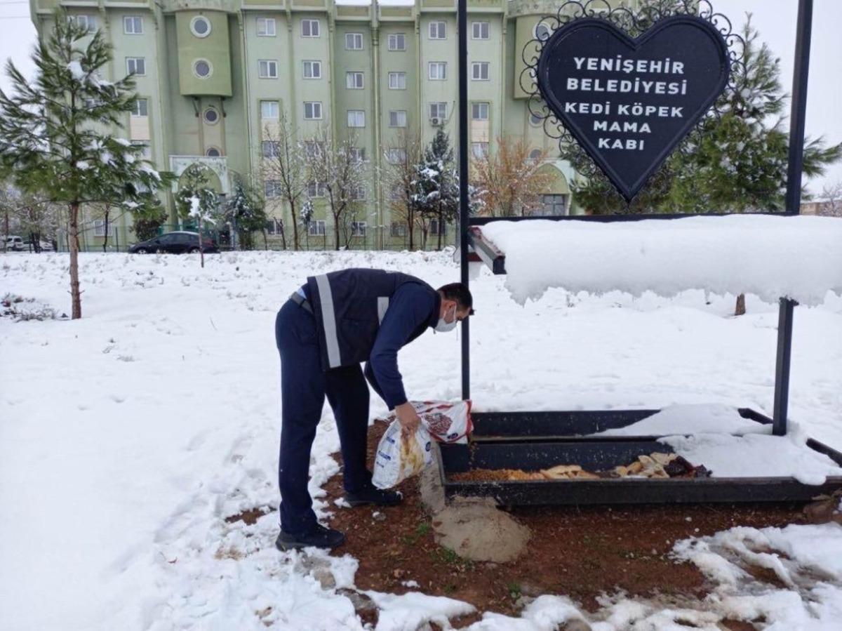 Yenişehir Belediyesinden sokak hayvanlarına barınak ve mama takviyesi
