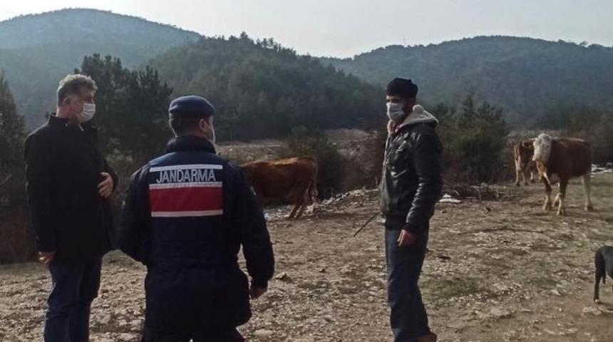 Siste kaybolan b&uuml;y&uuml;kbaş hayvanları jandarma ekipleri buldu