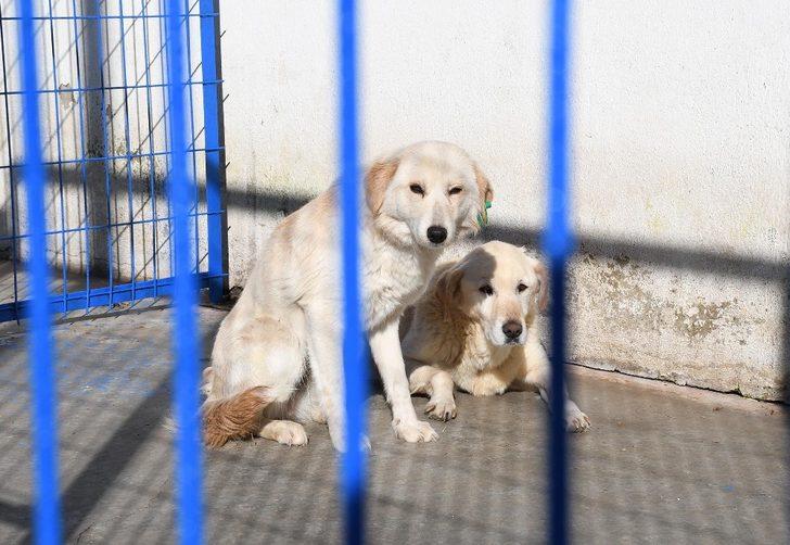 Kuşadası Hayvan Bakım ve Rehabilitasyon Merkezi yenileniyor G3