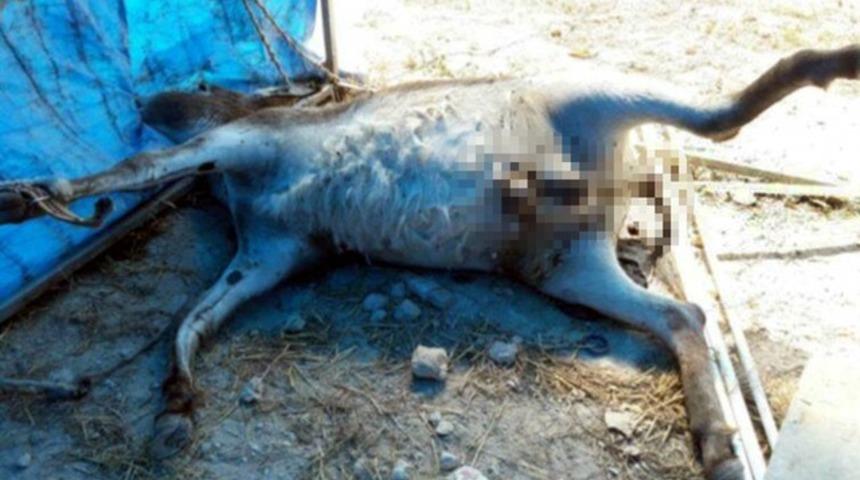 Vahşet! Makatına su hortumu sokularak öldürüldü