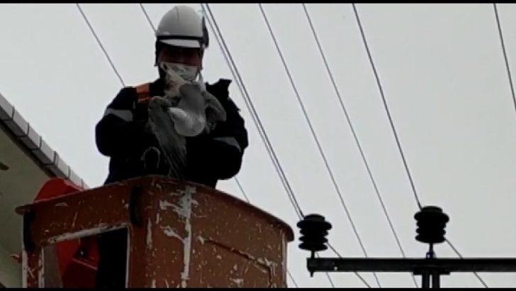 Tellere takılan martı kurtarıldı G1