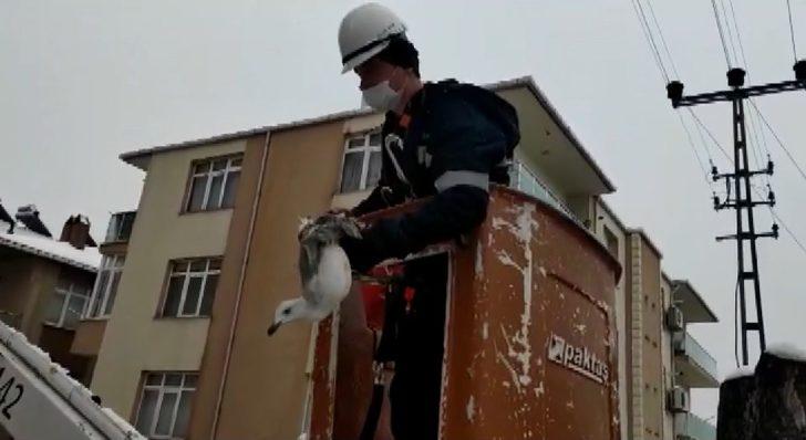Tellere takılan martı kurtarıldı G2