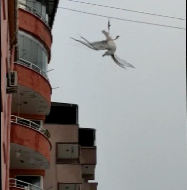 Tellere takılan martı kurtarıldı G3