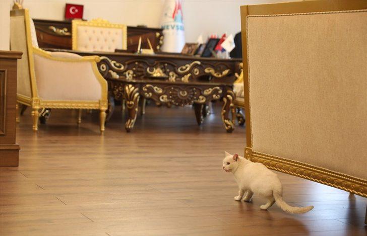 Nevşehir Belediye Başkanı Rasim Arı'nın sahiplendiği kediye belediyede bakılacak G2