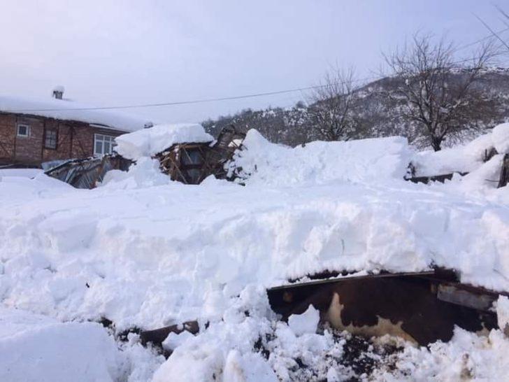 Yoğun kardan ahır çöktü, 7 hayvan telef oldu G1