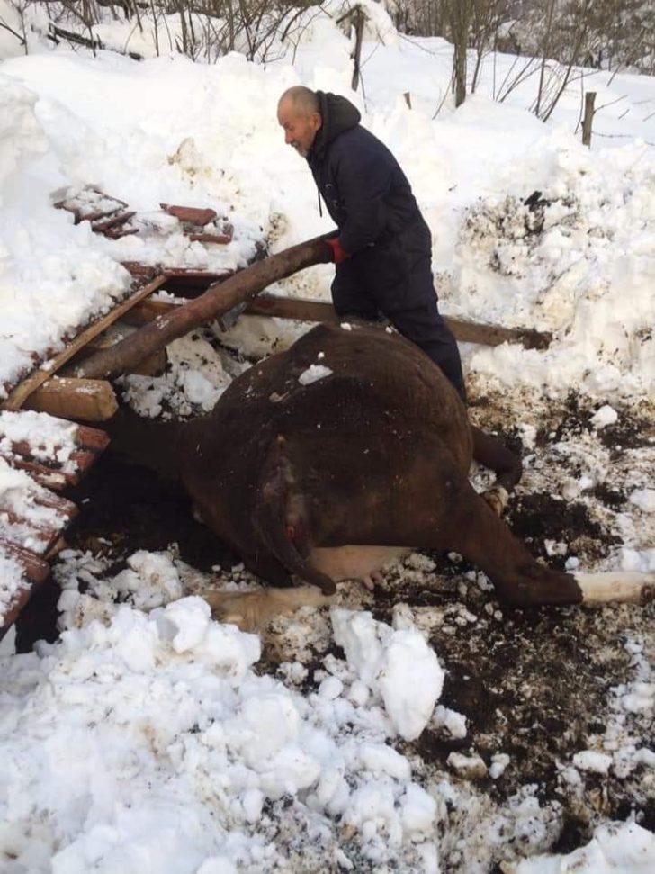 Yoğun kardan ahır çöktü, 7 hayvan telef oldu G4