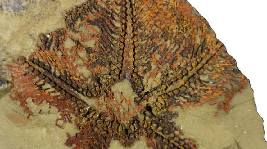 Fas'ta 480 milyon yıllık denizyıldızı fosili keşfedildi