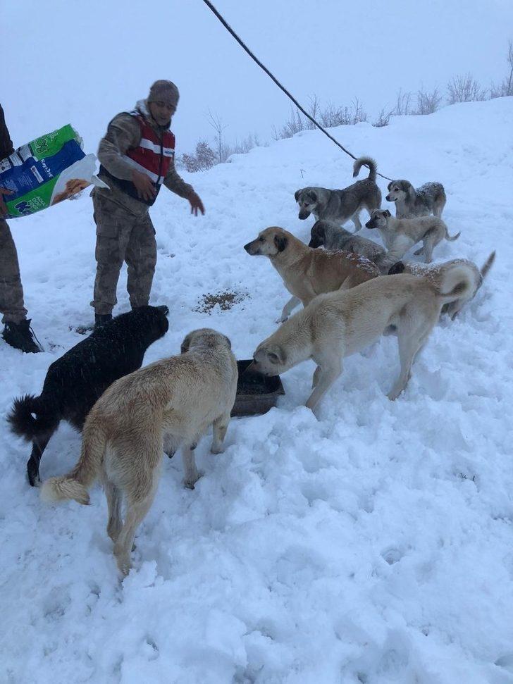 Mehmetçik sokak hayvanlarını unutmadı G1
