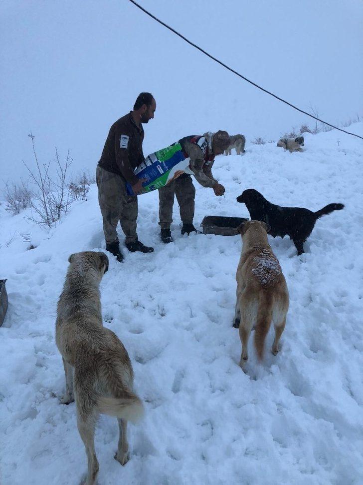 Mehmetçik sokak hayvanlarını unutmadı G2