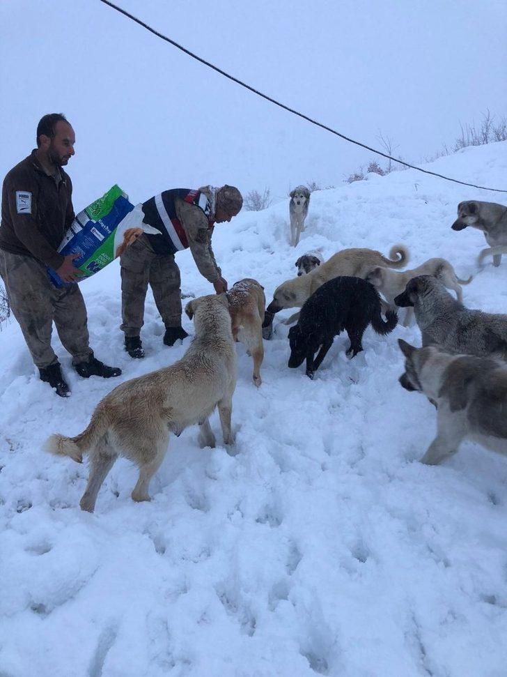 Mehmetçik sokak hayvanlarını unutmadı G3