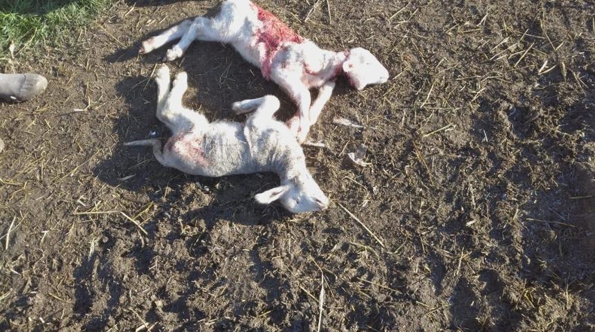 &Ccedil;oban k&ouml;peği bağlı olunca sokak k&ouml;pekleri 2 kuzuyu par&ccedil;aladı