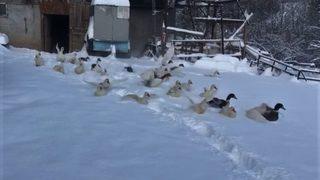 Kaz ve ördeklerin gülümseten kar sevinci sosyal medyayı salladı