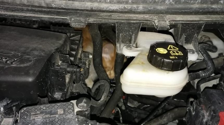 Aracın motoruna sıkışan yavru kediyi esnaf kurtardı