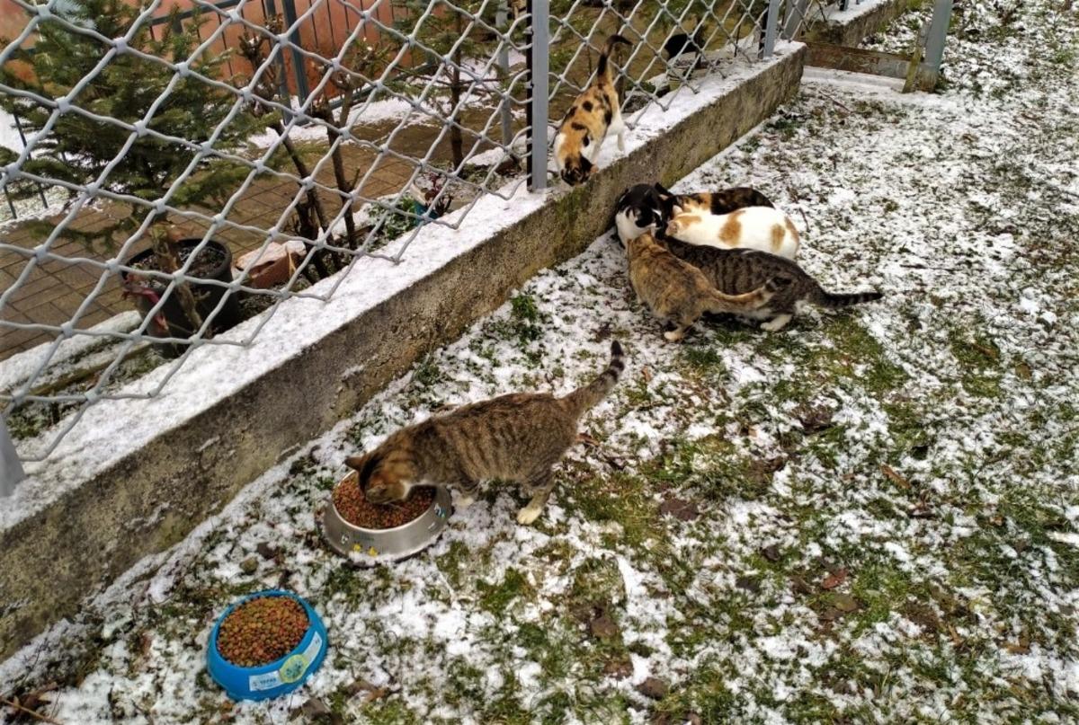 Soğuk havalarda sokak hayvanları unutulmuyor