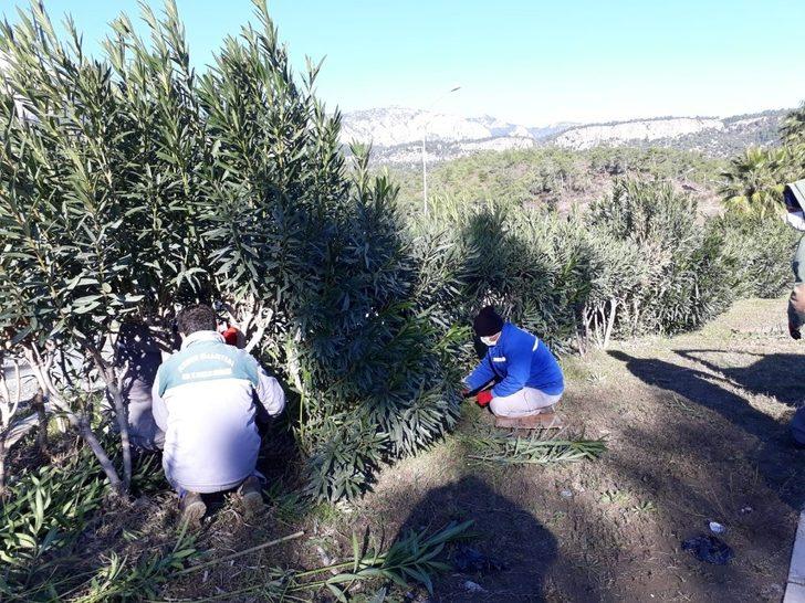 Kemer Belediyesi ilçeyi yeşile boyuyor G2
