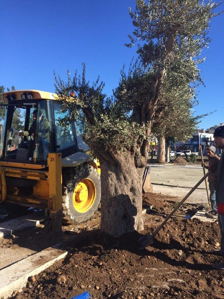 Kemer Belediyesi ilçeyi yeşile boyuyor G4