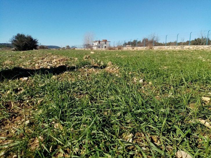 Gündoğmuş’ta çiftçiye dağıtılan ata tohumları çimlendi G3