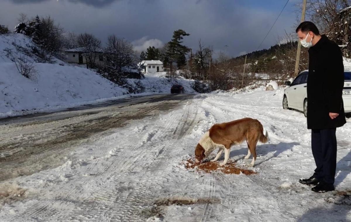 Sinop İl &Ouml;zel İdare sokak hayvanlarını unutmadı