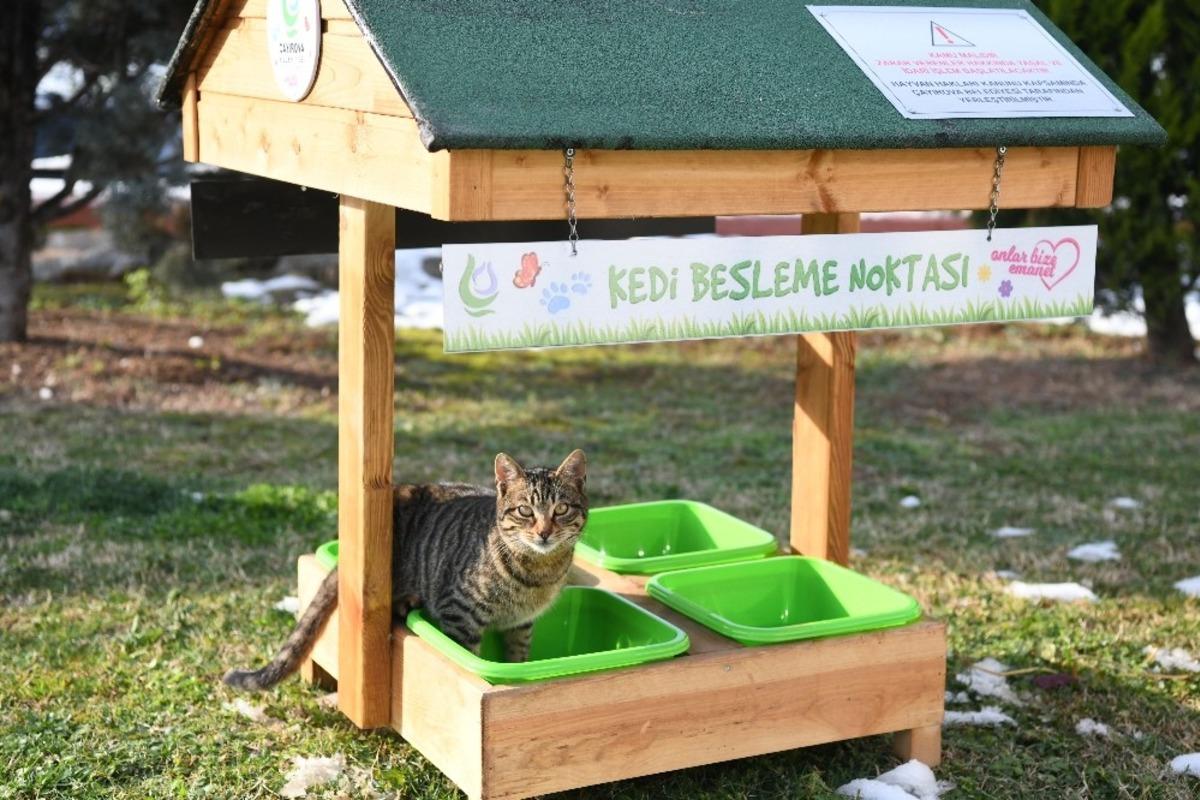 &Ccedil;ayırova&rsquo;da sokak hayvanlarına sıcak yuva